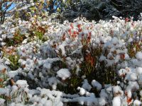 Hiagst19_035_schneeweiss-rubinrot_-_erster_Schnee_im_Woid