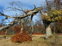 Hiagst19_039_Kohlschachten_-_Natur_darf_Natur_sein