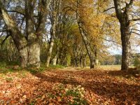 Hiagst19_047_Erlenallee_in_Alzbetin-Elisenthal_an_der_Grenze_bei_Bayerisch_Eisenstein