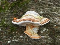 Hiagst19_052_Buchenporling_mit_herbstlichem_Design