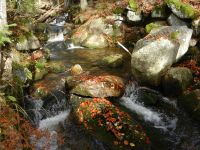 Hiagst19_052_herbstliche_Farbtupfer_im_Schwarzbach_am_Ostabfall_des_Lusen