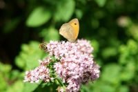 Runding20_z_Burggelaende_-_Biotop_fuer_Flora_und_Fauna