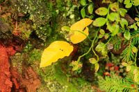 H05__ist_eine_golden_glaenzende_Zeit