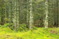 H41_Ist_ein_wilder_Wald_flechtengrau_maerchenhaft_still_nur_der_Wind_raunt_ber_Wipfel_Tropfen_fallen_Wasser_rauschen