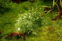 H67_Lichtgestalten_und_-