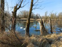 00_b_Donau-Altwasser_bei_Kirchroth_-_ft_2022_03_06
