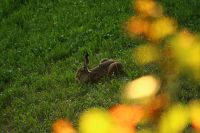 40_Noch_ein_Landbewohner_der_sich_hier_wohlfuehlt_-_bm_2022_07_05