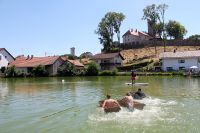 41_Mia_san_Landkreis_-_Sautrog-Rennen_im_Dorfweiher_von_Falkenfels_-_wb_2022_07_17