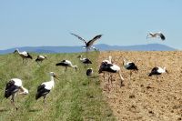 53_b_Von_20_Jung-_und_Altvoegel_haben_sich_13_auf_ein_Gruppenbild_eingelassen_-_nn_2022_07_25