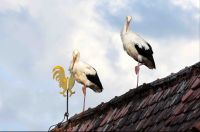 53_c_Besuch_von_zwei_Stoerchen__-_neben_dem_Wetterhahn_der_Welchenberger_Kirche_putzten_sie_ihr_Gefieder_-_nn_2022_07_26
