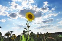58_d_Auch_wenn_sich_die_Sonne_hinter_einer_Wolke_versteckt_uebernimmt_die_Sonnenblume_ihr_Leuchten_-_nn_2022_08_09