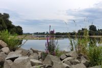 60_f_Buhnen_ragen_weit_aus_dem_Wasser_der_Donau_-_nn_2022_08_18