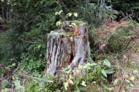 66_a_Wald_am_Prellerhaus_in_der_Gemeinde_Sankt_Englmar_-_nn_2022_09_21