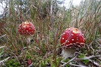 66_d_Das_Verfuehrerische_ist_meist_gefaehrlich_-_nn_2022_09_21