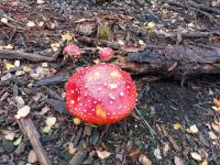 76_c_alleinerziehend_-_ew_2022_10_03