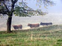91_c_Hochlandrinder_in_Stegholz_bei_Elisabethszell_-_nn_2022_11_11