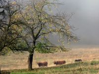 91_d_Novenberstimmung_Stegholz_bei_Elisabethszell_-_nn_2022_11_11