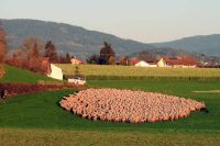 92_a_Schafherde_bei_Schwarzach_mit_1000_Tieren_-_nn_2022_11_14