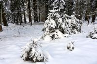 98_v_Baeume_im_Winterkleid_-_nn_2022_12_18