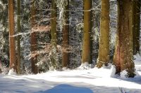 98_x_Winterwald_-_nn_2022_12_18