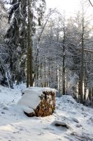 98_y_Winterwald_-_nn_2022_12_18