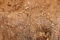 99_ra_Stieglitzschwarm_bei_Waltendorf_-_nn_2022_12_27