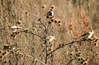 99_rb_Stieglitzschwarm_bei_Waltendorf_-_nn_2022_12_27