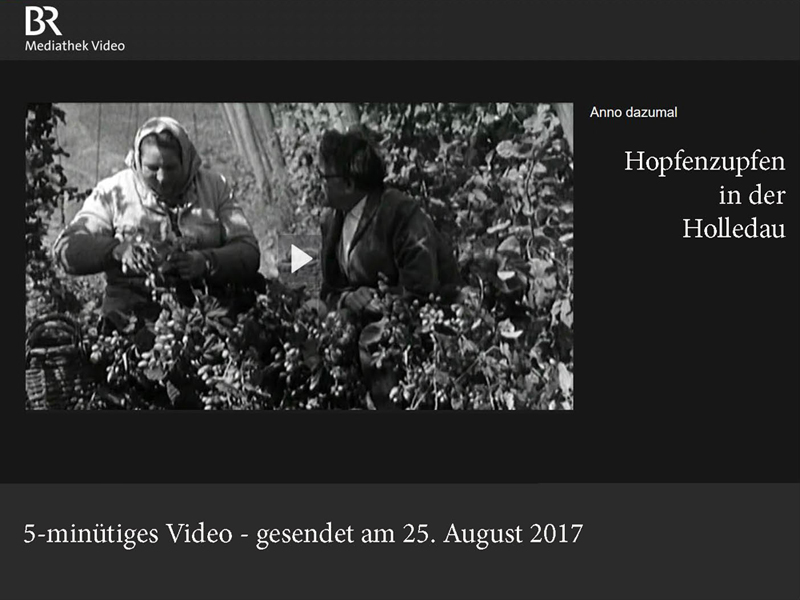 Hopfenzupfen