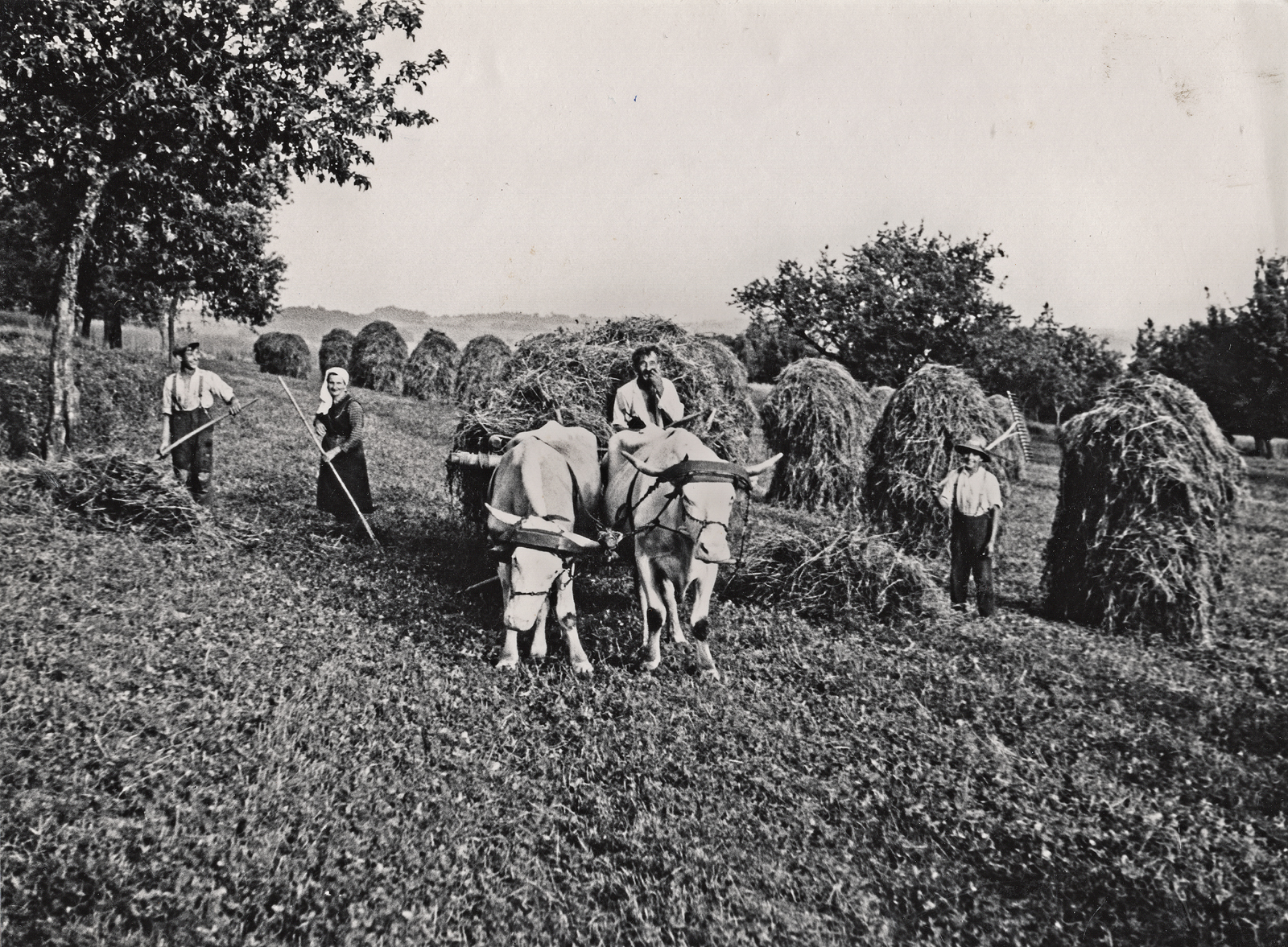 63 a 01 Landwirtschaft Der Scheckl