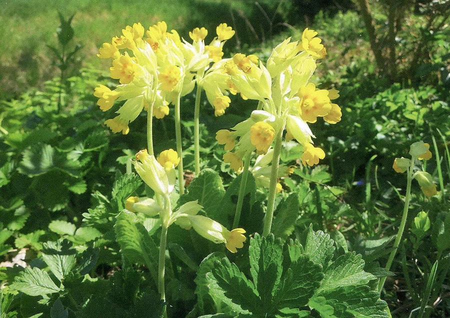 2020 06 01 Schluesselblumen