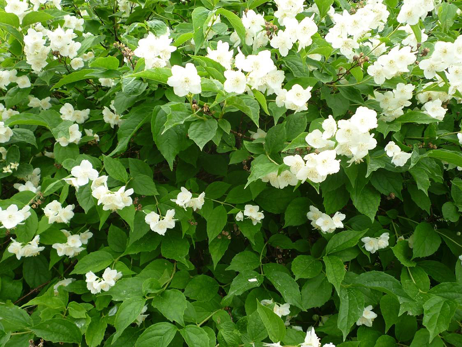 2020 06 03 Jasmin