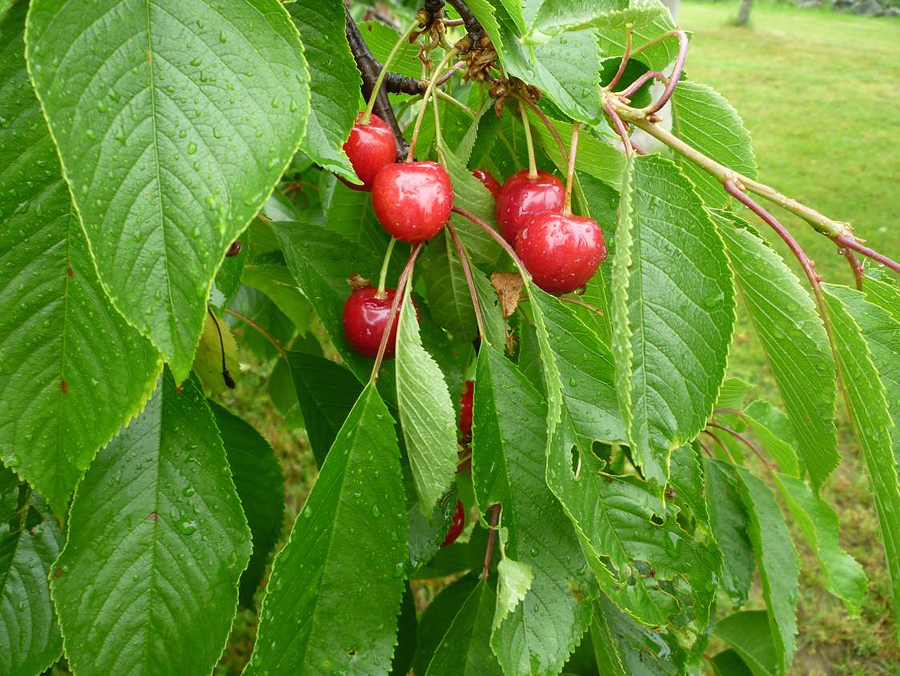 2020 06 06 Kirschen
