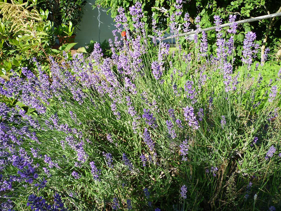 2020 06 08 Lavendel