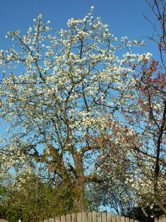 April 2020 1 Kirsch