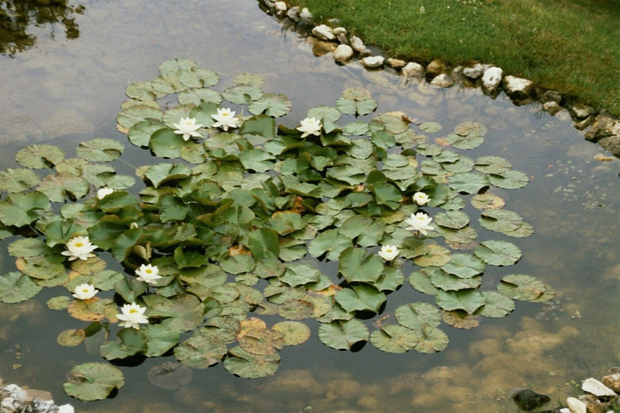 August 2018 03 Gartenteich