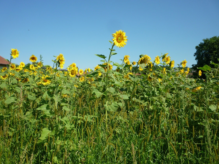 Juli2018 2 Sonneblumen w