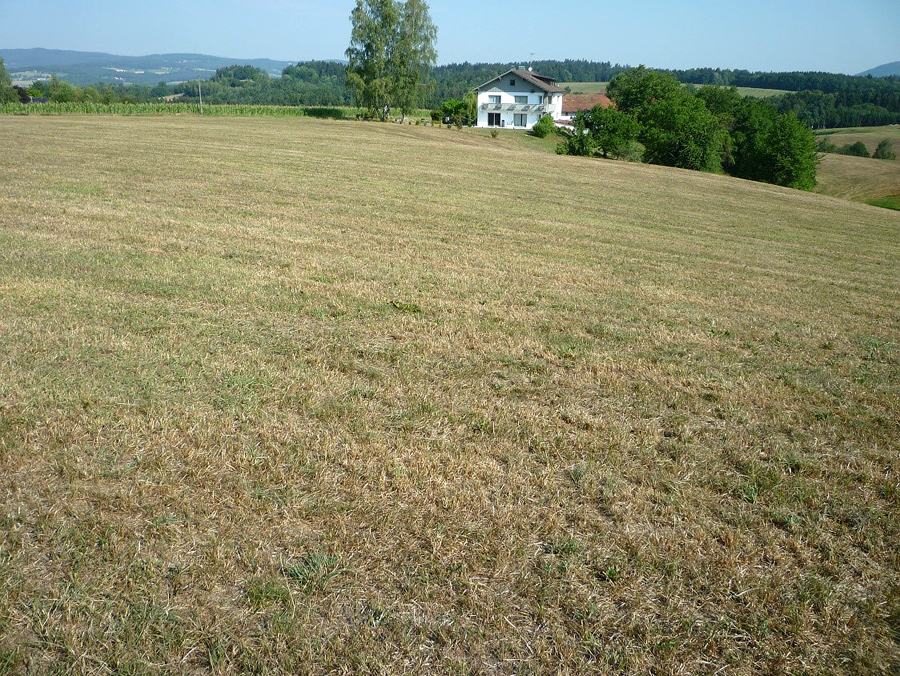 Juli2018 4 ausgebrannte Wiese