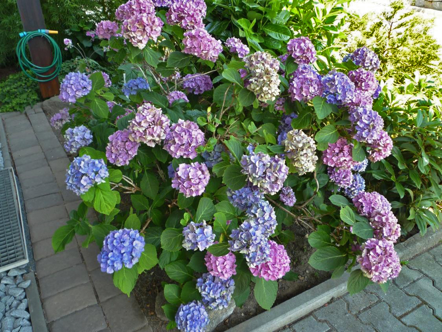Juli 2019 4 Blumen