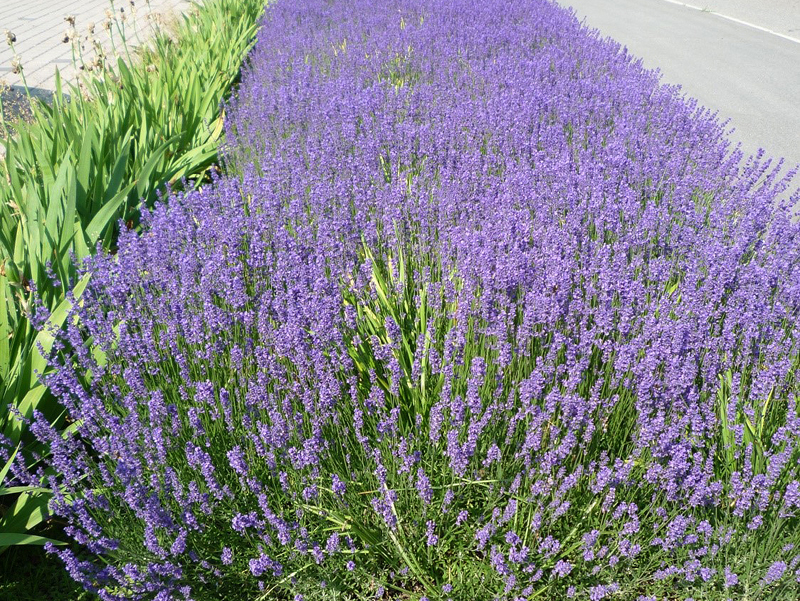Juni2018 02 Lavendel n