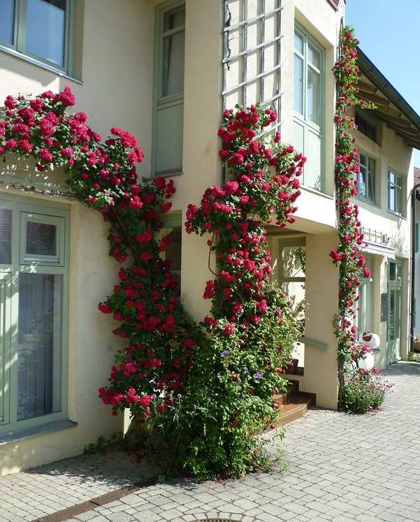 Juni2018 03 Rosen
