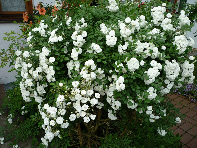 Juni2018 06 Blhende Rosen