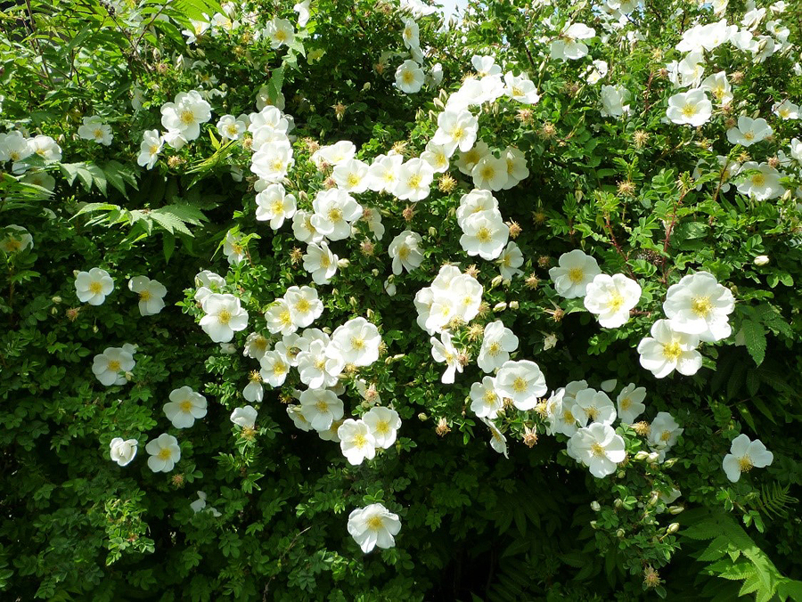 Mai2018 3 Heckenrosen