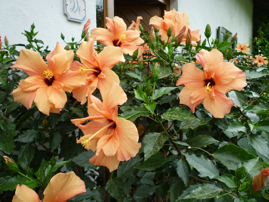 Mai2018 7 Hibiskus w