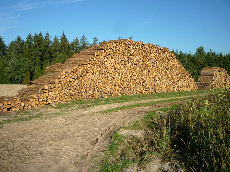 Sept 2018 01 Schadholz