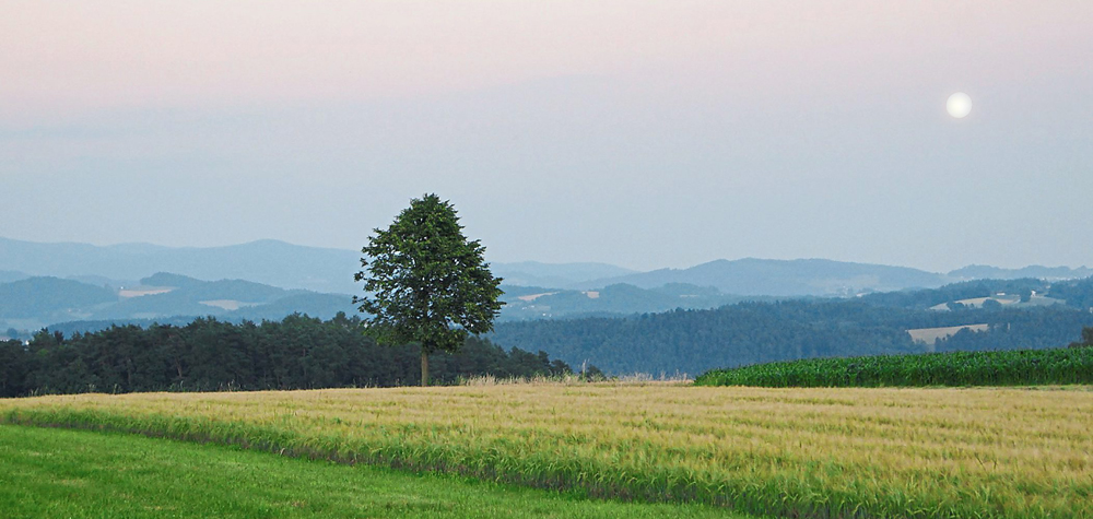 abendstimmung 025 bog ztg 00 080815