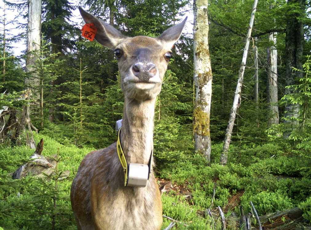NPV BW PM 04 21 Nationalpark Forschung holte 2020 ber halbe Million Euro in die Region 2