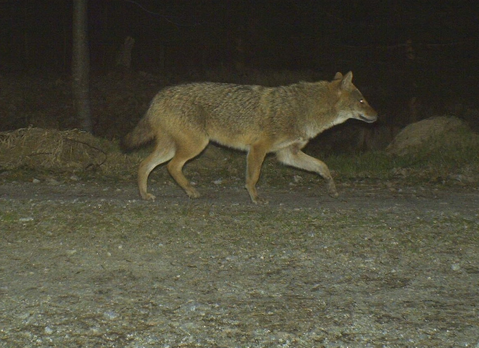NPV BW PM 25 21 Goldschakal streift durch den Nationalpark
