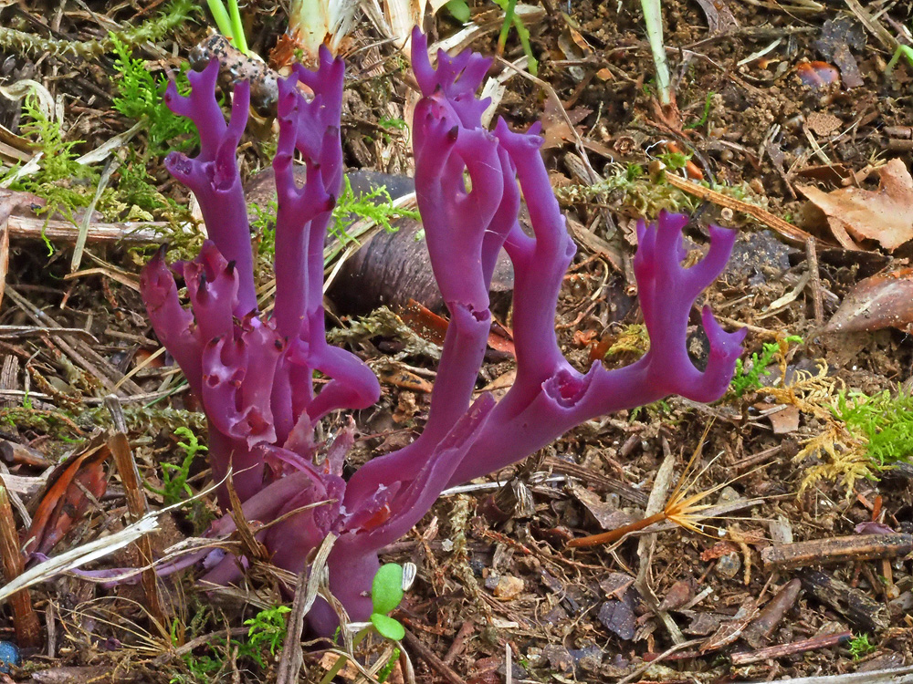 NPV BW PM 49 21 Urzeitliche Wiesenkoralle am Nationalpark entdeckt