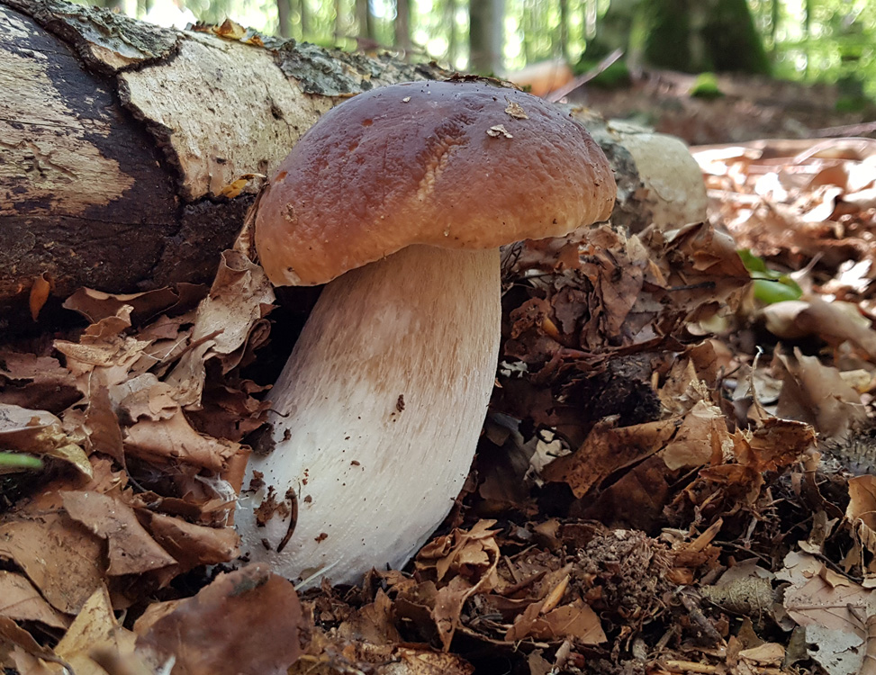 NPV BW PM 85 21 Pilze im Nationalpark noch immer radioaktiv belastet 1