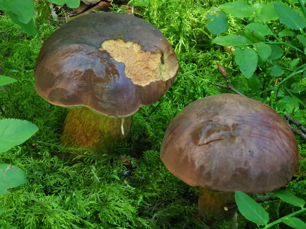 NPV BW PM 85 21 Pilze im Nationalpark noch immer radioaktiv belastet 2